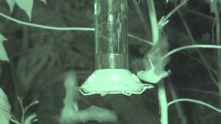 Nectar bat feeding from humming birds feeders at night [upl. by Lyall]