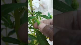 Seeds collection of balsamgul mehndigardening flowers viralvideos trail ytshorts [upl. by Inna]