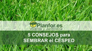 5 consejos clave para sembrar el césped [upl. by Airetnahs775]