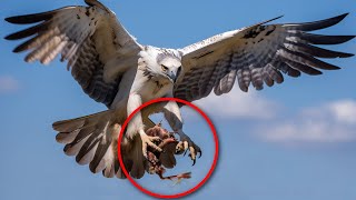 HARPY EAGLE Fascinating Facts in a 8Minute DOCUMENTARY Hunting Diet Size Habitat [upl. by Sirob]