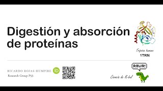 Digestion y absorcion de proteinas [upl. by Aven]