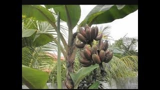 Propping in Banana plant [upl. by Delanty841]