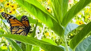 How to Transplant Milkweed  Milkweed Plant Basics [upl. by Yhtak]