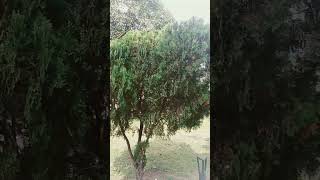 Thuja morpankhi garden foryou [upl. by Ahserak]