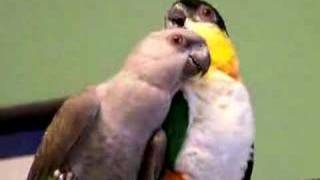 Red Bellied Parrot and Blackcap Caique Playing 3 [upl. by Virgilia]