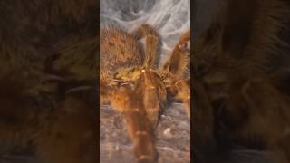 Pterinochilus murinus obt youtubeshorts spider orange shortsvideo venomous shorts baboon [upl. by Odnavres]