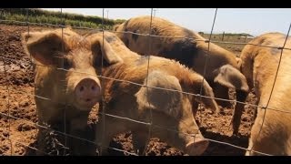 An organic family run farm safari on the Glamorgan heritage Coast [upl. by Victor61]