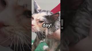 Why Do Cats Hate Water 🐱💧🐱 purrfectfacts catlover cat catpurr catsofinstagram catfactoid [upl. by Ragse]