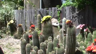 Joylenes cactus garden [upl. by Dene]