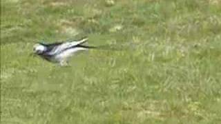 White Wagtail subspecies Pied wagtail [upl. by Franck839]