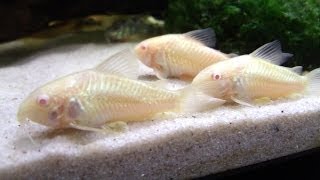 Breeding Cory Catfish A HOW TO VIDEO [upl. by Mahau]