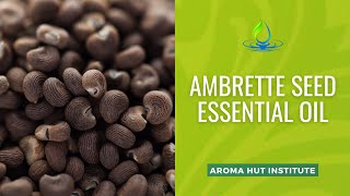 Discover the Hidden Properties of Ambrette Seed Essential Oil [upl. by Ahsym]