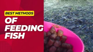 How To Feed Fish Best Ways of Feeding Fish In a Pond [upl. by Zamir95]