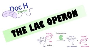 OCR ALevel Biology  The Lac Operon 611 Cellular Control [upl. by Town854]