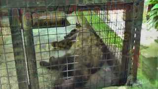 quotKopi luwak or civet coffeequot from civets on a farm are forced to eat the coffee beans Bali [upl. by Chrissy]