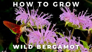 Complete Guide to Wild Bergamot Monarda Fistulosa [upl. by Raymund]