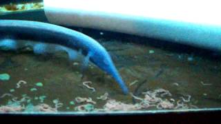 Elephantnose knifefish 2mov [upl. by Constantine130]