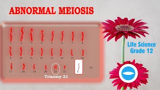 Abnormal Meiosis  Life science Grade 12  The Important of meiosis [upl. by Takeshi]