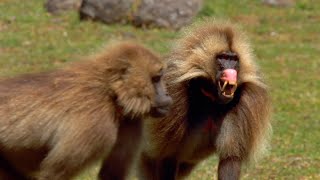 Así es una batalla entre geladas  National Geographic [upl. by Ffoeg]