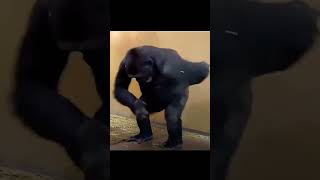 Gorilla dance 😅😂😜 [upl. by Noiramed]