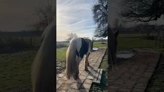 Valentijn’s vlechten vlog ❤️ stinkerlife paard tinker paardenvlog shortvlog [upl. by Wilkison771]