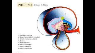 Ontogenia SNC 3 pptx [upl. by Cassady]