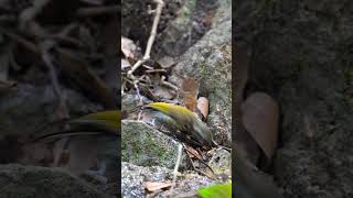 Speckled Piculet viralreels viralshorts viralvideos naturelovers birds birders wildlife [upl. by Eked]