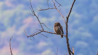 Asian barred owlet from Himachal Pradesh  4K [upl. by Cirtap]