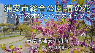 浦安市総合公園 春の花  ハナズオウ・ハナカイドウ  4K Spring flowers in quotUrayasushi Sogo Parkquot [upl. by Ennaeerb]