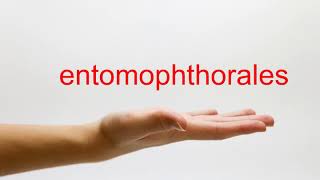 How to Pronounce entomophthorales  American English [upl. by Main]