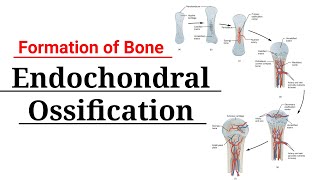 Endochondral Ossification  Bone formation by endochondral pathway  Osteology [upl. by Sugihara91]