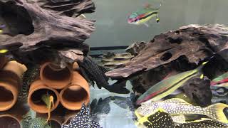 異形缸 Pleco tank 20190810 [upl. by Aikahs525]