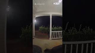 Cat rings doorbell after getting locked out [upl. by Yasmar]