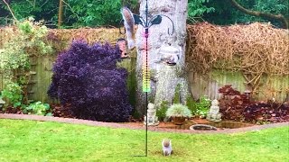 Squirrel Proof Bird feeder [upl. by Lubba]