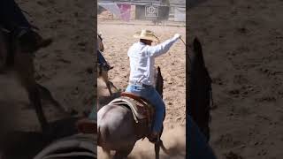 This is how you rope roping teameoping rodeo cowboy cowboycode horses ropinghorse [upl. by Pip364]