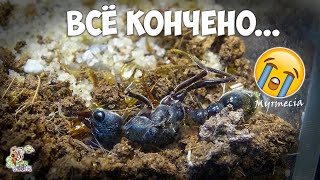 Мирмеции больше нет ● Myrmecia pyriformis [upl. by Anirok102]