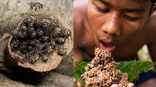 Primitive Technology Stingless Bees Underground [upl. by Derby]