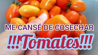 Me cansé de cosechar tomates 🍅 🍅 🍅 [upl. by Icak]