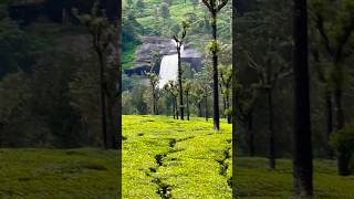 Valparai Tea Estate Irachal Parai Waterfalls 2024 travel naturalattractions valparaihills wow [upl. by Ahsilrac]