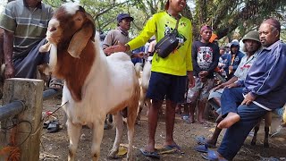 1500 nego Cross Boer Super Jumbo Bikin Geger Kambing Jantan Pasar Jatirogo [upl. by Hairim218]