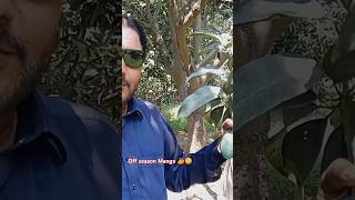 off season Mango 🥭😋 best friut trend mango mangofarming farming [upl. by Giralda]