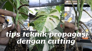 CARA MUDAH MEMPERBANYAK TUNAS MONSTERA VARIEGATA DENGAN TEKNIK CUTTING [upl. by Smart547]