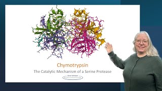 Chymotrypsin the catalytic mechanism of a serine protease [upl. by Dnomder]