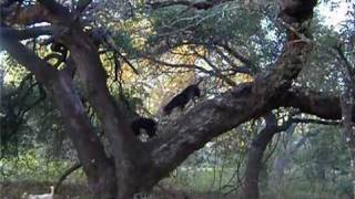 BlueTube  Bluetick Coonhound Climbing Huge Oak Tree [upl. by Kenwood963]