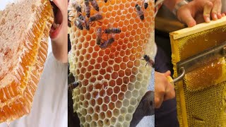 BEST HONEY COMPILATION  HONEYCOMB CUTTING  SATISFYING VIDEOS [upl. by Pesvoh291]