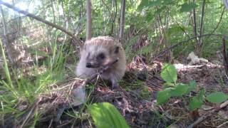 Grunting hedgehog approaching me [upl. by Ynaffik]