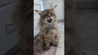 Cat Wont Stop Meowing until I let cat meow funny cute trending short shortsfeed viralvideo [upl. by Niwri138]