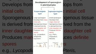 Development of sporangium in pteridophytes  Eusporangiate type  Leptosporangiate type [upl. by Arquit]