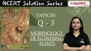 Exercise Q3  Morphology of Flowering Plants  Class 11  NCERT Solution Series  BIOLOGY [upl. by West501]