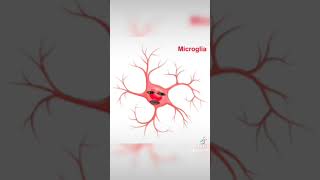 Astrocitos y microglia [upl. by Cardon377]